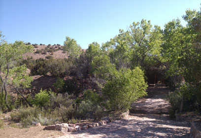 cottonwoods